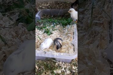 Cute baby chicks meets bunny babies #cute #rabbit 21