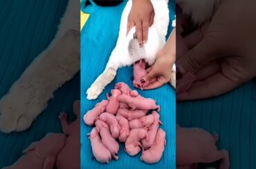 Rabbit Growth - Baby BUNNY 1 to 16 Days