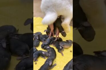 Rabbit Baby - Cute Bunny Growing Up Day by Day