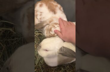 Mealtime snuggles #bunny #bunnylife #cute #rabbitlove #adorable #cutepet #love #sleepy #cutebunny