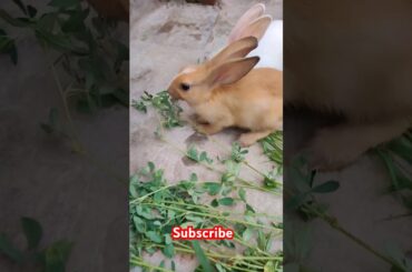 cute rabbit #shortvideo #viralvideo #animals