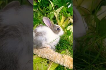 Cute rabbit//cute bunny’s #eating #forest #foodchallenge #bunny #naturechallenge