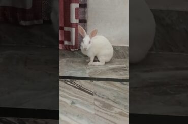 Hilarious Bunny Antics: Cute Rabbit's Funniest Moments! #shorts #trendingshorts