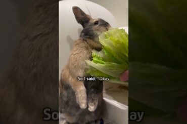 Pregnant bunny has a secret