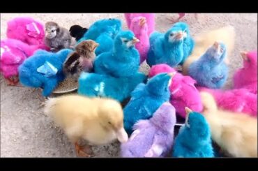 Catch Cute Chickens,Colorful Chickens,Rabbits,Cats,Swans,Ducks,Betta Fish,Turtle,Cute Animals p 610