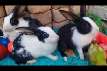 Cute Rabbits //2024 funny rabbit videos