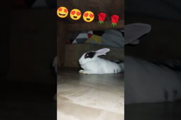 cute bunny
