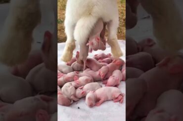 Rabbit Growth - Baby Animals 1 To 16 Days