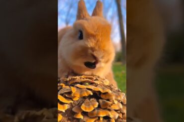#cute #bunny #animals #funny #rabbit #rabbite #pet #viralvideo #cuteanimal #animal