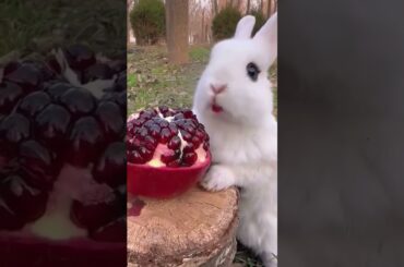 so very cute rabbit #bunny #rabbite #cuteanimal #animal #viralvideo #shorts