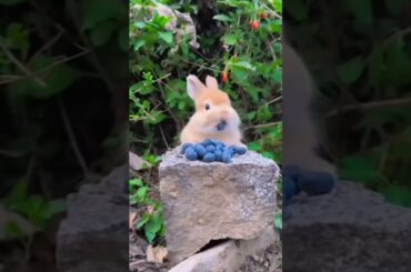 #cute #bunny #funny #rabbit #animals #rabbite #cuteanimal #pet #animal #viralvideo