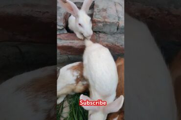 cute rabbit #shortvideo #viralvideo #animals