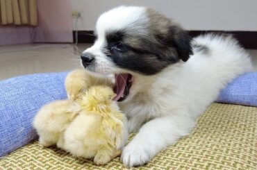 Cute baby chicken enjoys kissing the funny puppy