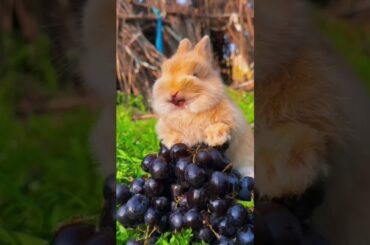 #rabbit #bunny #cute #funny #animals #rabbite #cuteanimal #viralvideo #pet #animal