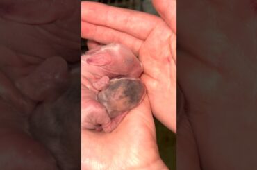 Baby Bunny #baby #animals #farming #education #shortsfeed