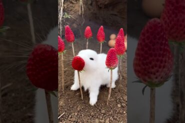 Cute fluffies | amazing animals #652 | #shorts #rabbit #cute