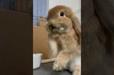 Cute Bunny does the Boxing Move | Clapping Her Paws