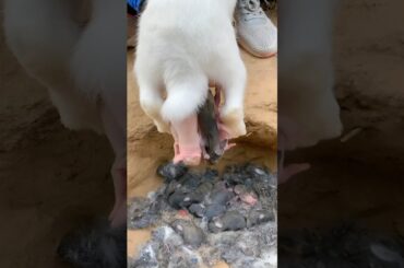 Rabbit Baby - Cutest Baby Rabbits Grow Up Day by Day