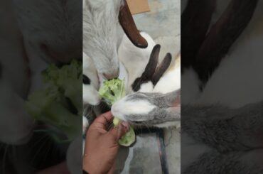 Cute Rabbit Baby #viralvideo #rabbite #cuteanimal #trending #vlog #shorts #shortfeed #viralvideo