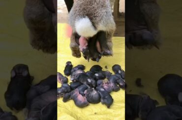 First 10 Days - Baby Rabbit Growing Up Day By Day