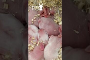 What are baby bunnies called? - Bunny Facts  #facts #rabbit #bunny #kits #animalfacts #animal