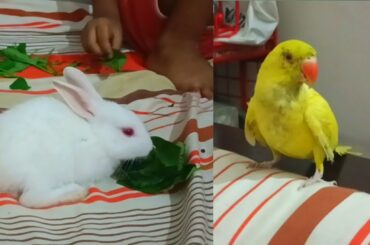 yellow ringneck parrot vs cute bunny