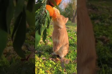 Cute rabbit || Cute Bunny Eating Orange #rabbit #cute #bunny