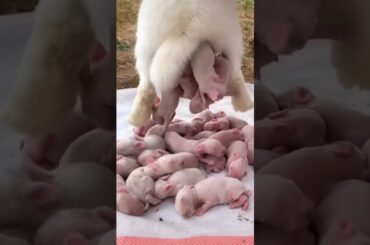 Rabbit growth - Baby BUNNY 1 To 21 Days