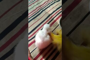 funny love bird vs cute bunny#rabbit #birds #cute #lovebird#bunny