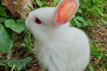 Baby rabbits run, play and eat