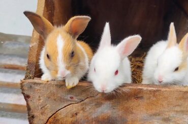 Peaceful Baby Rabbit - Cute Baby Rabbits Playing Activities