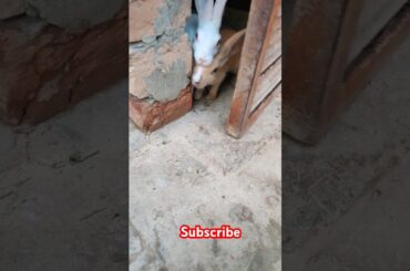 cute rabbit #shortvideo #viralvideo #animals