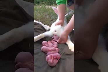 Rabbit growth #cute #pets #shorts