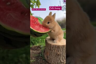 Cute bunny #shorts #viral #short #trending #cute #bunny #rabbitfood #rabbiteating #rabbit #pets #4k