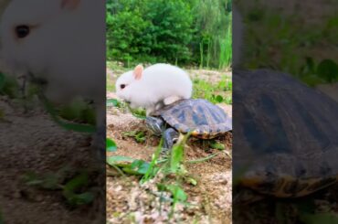 Bunnies and Turtle. #bunny #turtle #cute #cuteanimals #cutepets #cute #rabbit #rabbits #animaisfofos