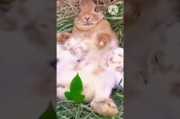 cute #rabbit #bunny
