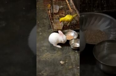 cute bunny refreshing time#cute #rabbit #bunny