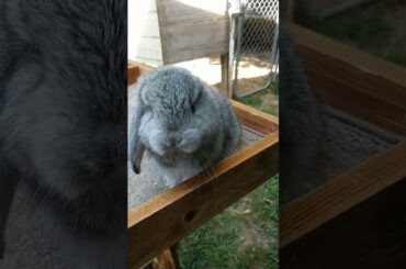 Solid Chinchilla French Lop Baby Rabbit