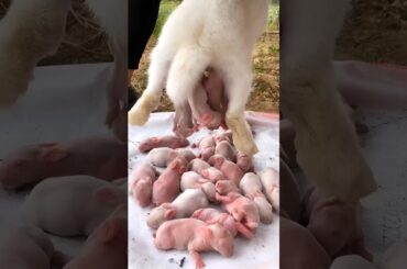 Rabbit Growth - 3 Baby Rabbits 1 To 19 Days