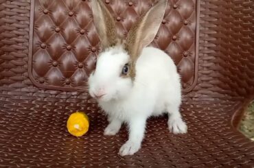 Cute Baby Rabbit Eating | Cute Bunny
