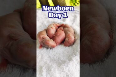 Animals Baby - 4 Baby Bunny 1 To 9 Days Growth #shorts #cute #pets