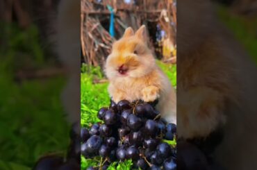 #bunny #cute #funny #rabbit #animals #cuteanimal #rabbitt #cutepet #viralvideo #shorts