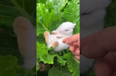 baby rabbits #bunny #rabbit #cute #pets