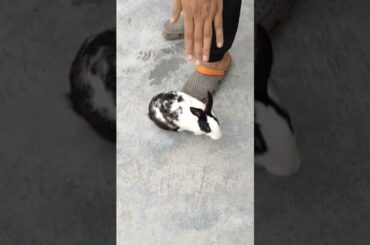 cute bunny vibes #shorts #viral #trending