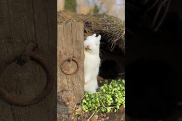 What is the little rabbit doing #cute #pets #rabbit