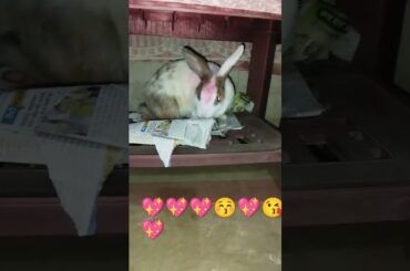cute rabbit