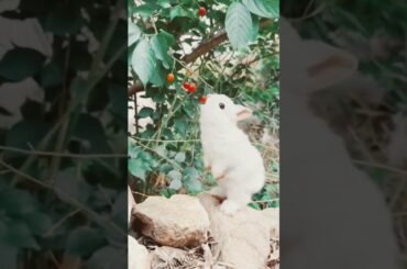Bunny eating #viral #cute rabbit #animal #youtubeshorts