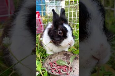 cute bunny #rabbit #animals