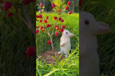#bunny #cute #rabbit #funny #rabbite #animals #cuteanimal #cutepet #cuterabbit #rabbito