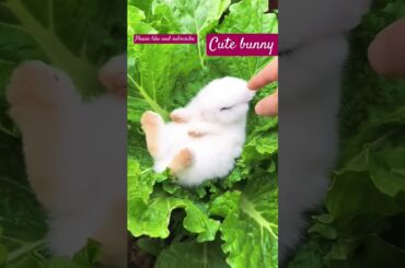 Cute bunny #shorts #viral #ytshorts #4k #cute #rabbit #bunny #animals #pets #cutepet #cat #dog #pet